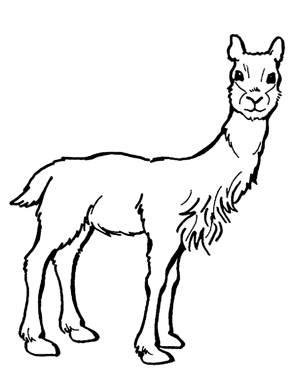 free Vicuna coloring page