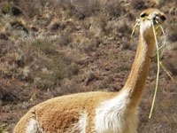 Vicuna - Animals Town