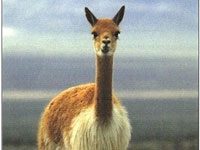 Vicuna - Animals Town