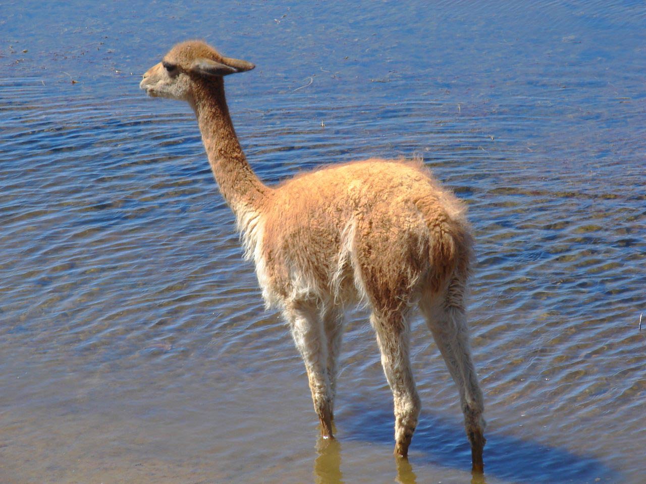 free Vicuna wallpaper wallpapers download