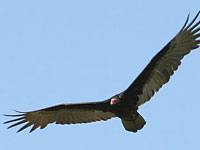 Vulture image