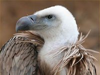 Vulture image