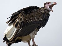 Vulture