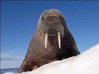 Walrus picture