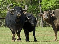 Water Buffalo picture