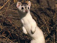 Weasel image