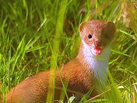 Weasel image