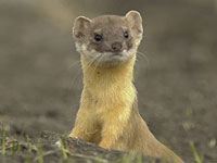 Weasel image