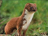 Weasel photo