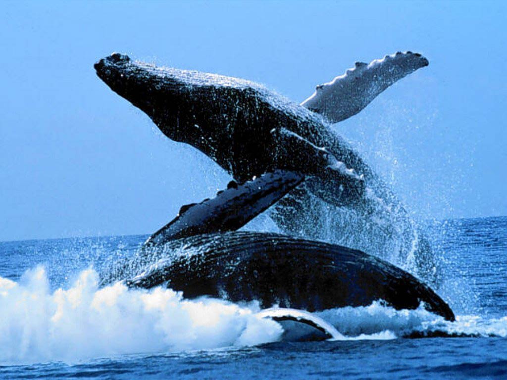 free Whale wallpaper wallpapers download