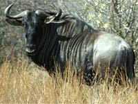 Wildebeest image