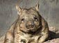 Wombat wallpaper