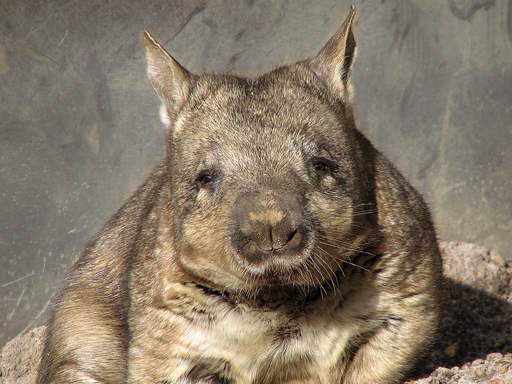 free Wombat wallpaper wallpapers and background