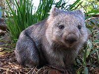 Wombat picture