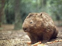 Wombat picture