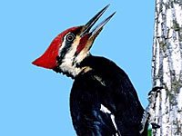 Woodpecker picture