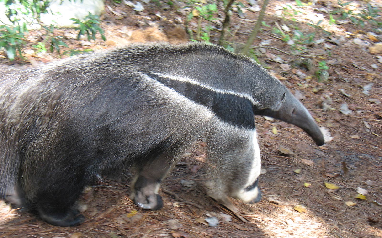 free Xenarthra wallpaper wallpapers download