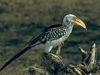 Yellow-billed hornbill picture