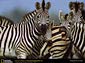 zebra desktop wallpaper