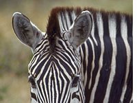 Zebra image