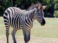 Zebra image