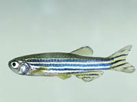 Zebrafish image