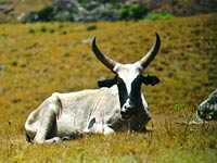 Zebu picture