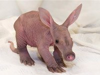 Aardvark image