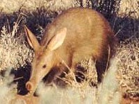 Aardvark picture