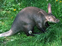 Aardvark image