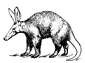 Aardvark coloring page