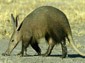 Aardvark wallpaper