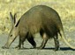 aardvark