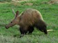 Aardvark picture wallpaper