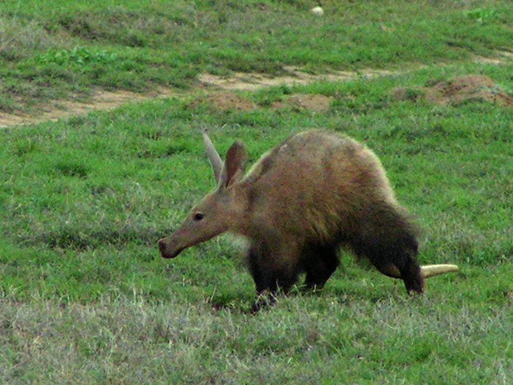 free aardvark wallpaper wallpapers download