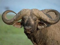 African Buffalo