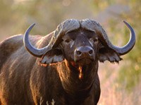 African Buffalo image