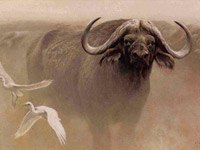 African Buffalo picture