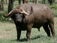 African Buffalo image