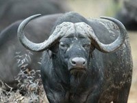 African Buffalo picture