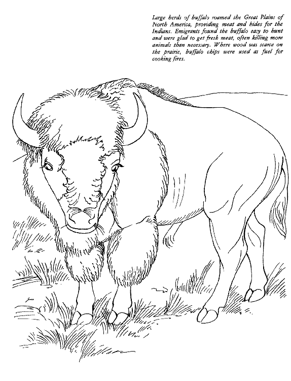 buffalo information