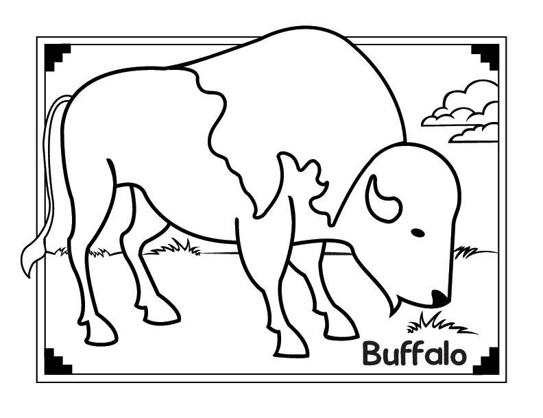 Buffalo