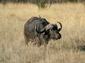 African Buffalo wallpaper