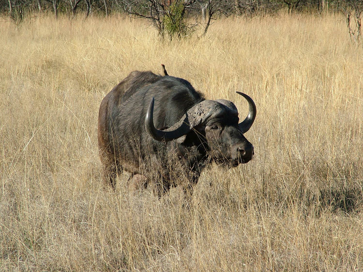 free African Buffalo wallpaper wallpapers download