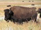 African Buffalo picture wallpaper