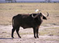 African Buffalo large wallpaper