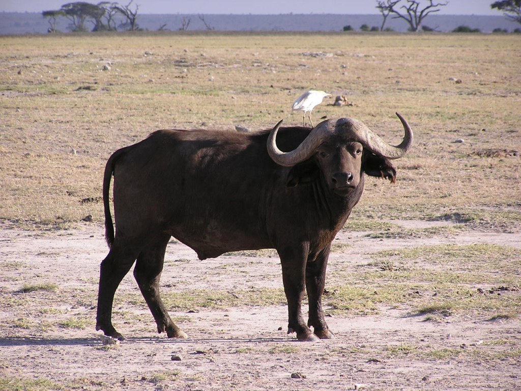 free African Buffalo wallpaper wallpapers and background