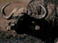 african buffalo wallpaper