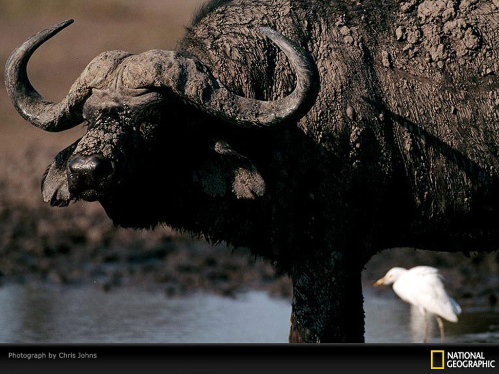 free African Buffalo desktop wallpaper wallpapers Desktop and Mobile