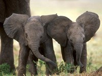 African Elephant picture